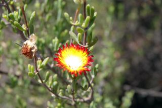 GC-Jardin Botanico Viera 2019-38.JPG